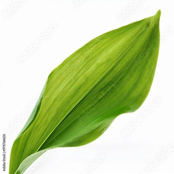 Obraz green leaf isolated on white