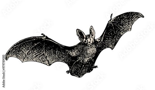 Obraz flying bat vintage illustration isolated on transparent background