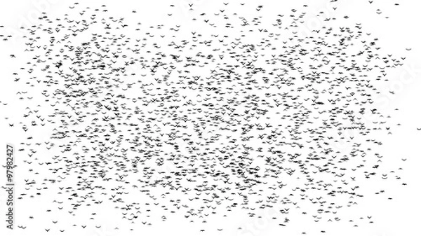 Fototapeta A half  flock of flying birds forms the words BLACK FRIDAY - part of timelapse, stop motion, gif animation