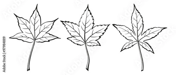 Fototapeta Liquidambar Styraciflua Leaves