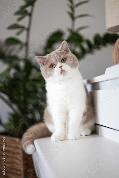 Fototapeta Edle Luxus Katze - BKH Kitten im edlen Wohnzimmer