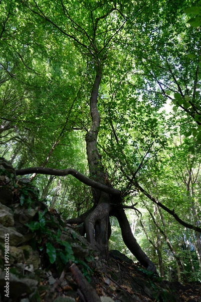 Obraz The walking tree