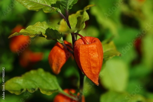 Obraz Miechunka rozdęta (Physalis alkekengi)