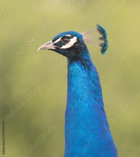 Obraz Peacock, close up of head