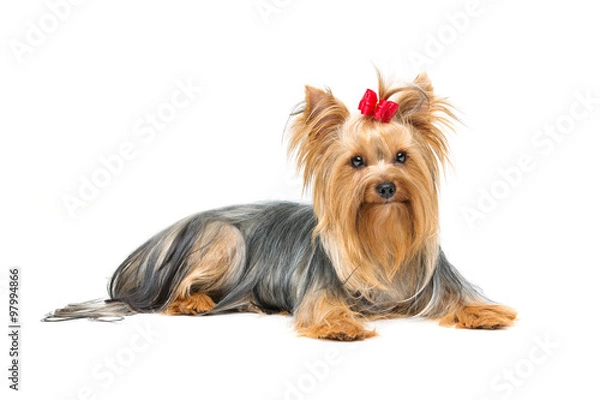 Obraz Beautiful yorkshire terrier lying