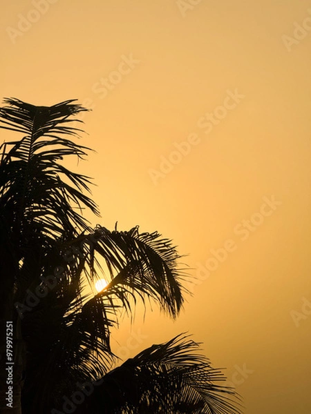 Fototapeta Palm Tree Sunset