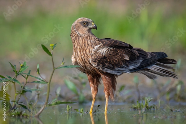 Obraz Marsh harrier