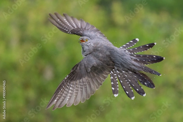 Obraz common cuckoo in flight with wings spread