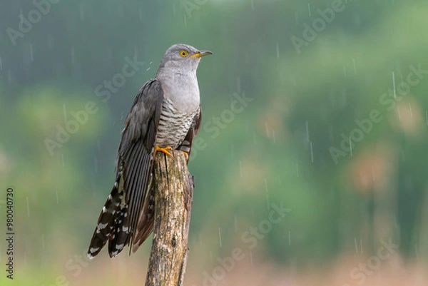 Obraz cuckoo in the rain