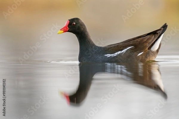 Obraz common moorhen with reflection