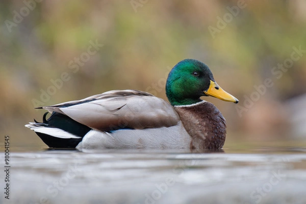 Obraz duck on the water