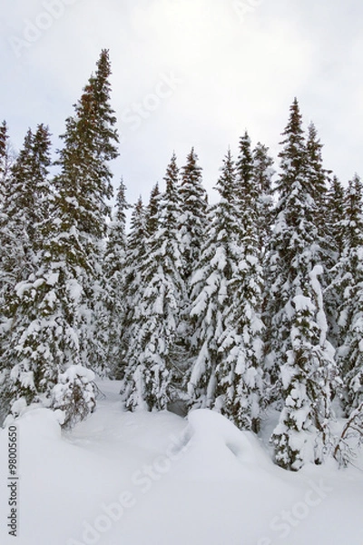 Obraz Winter landscape in the forest