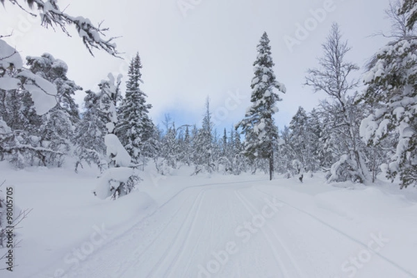 Obraz Ski trails in the forest