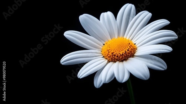 Fototapeta Close-up of a single white daisy with a vibrant yellow center, surrounded by delicate petals, isolated on a dark background for a serene, minimalist look