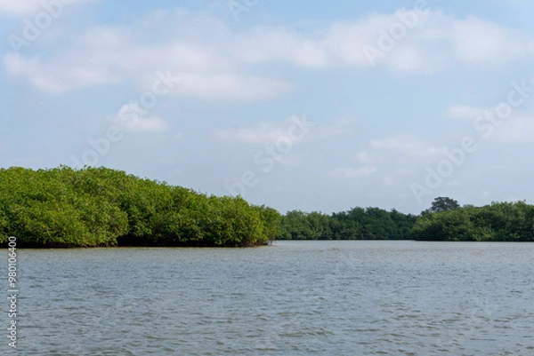 Obraz trees on the river Iquitos Perú