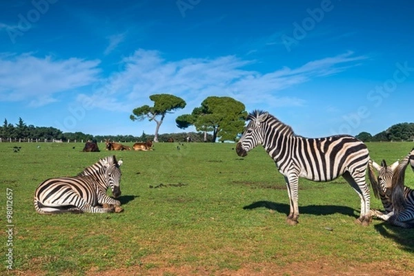 Fototapeta Safari park on Veli Brijun island