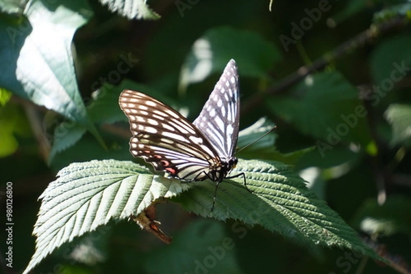 Obraz アカボシゴマダラ