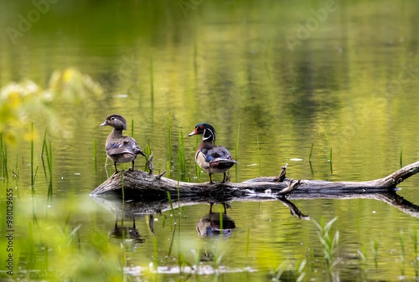 Obraz Wood duck pair, Aix sponsa, on log facing left and tails towards camera