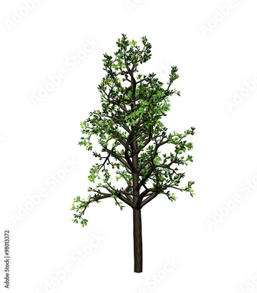 Fototapeta Tree