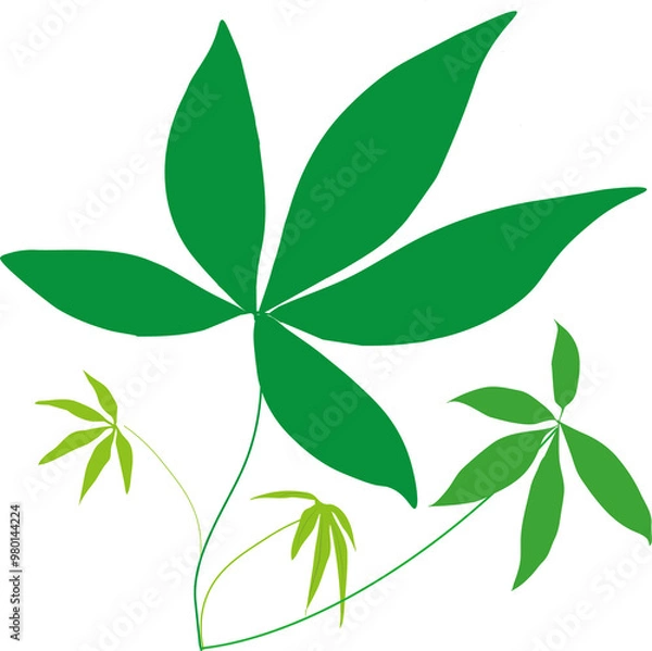 Fototapeta パキラ、観葉植物、イラスト、