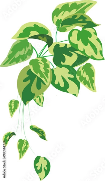 Fototapeta ポトス、観葉植物、イラスト、