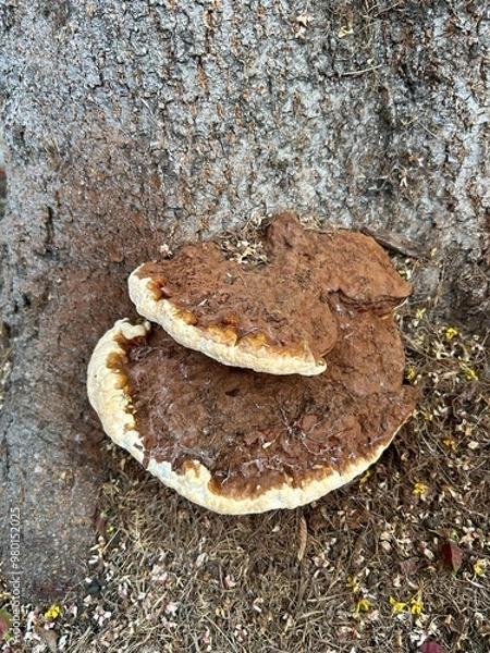 Obraz Ganoderma applanatum bracket fungus on a tree