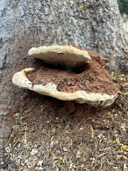 Obraz Ganoderma applanatum bracket fungus on a tree