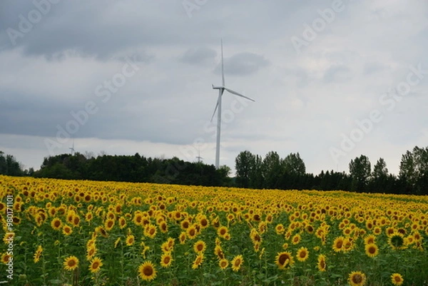 Fototapeta Sunflower field with windmill in the backdrop