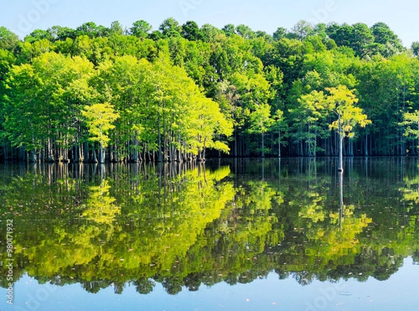 Obraz Trees in Water