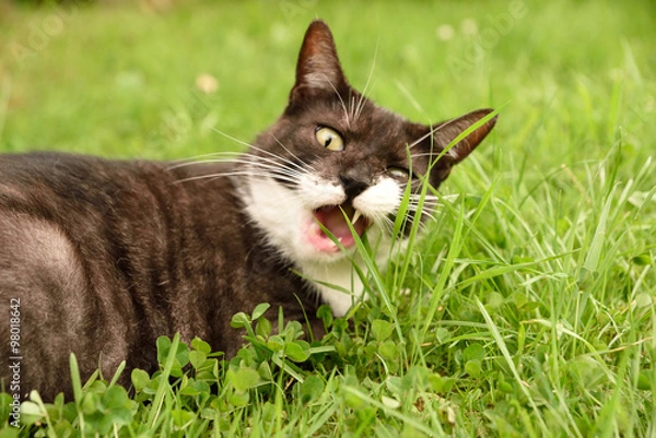 Obraz Katze frisst Gras 