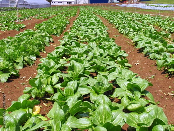 Obraz Vegetables Farm