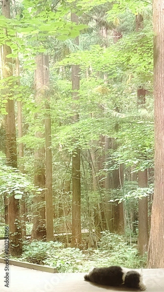 Fototapeta 神秘的な遊歩道と松の木