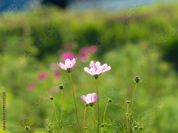 Fototapeta 明日香村に咲く秋桜の花