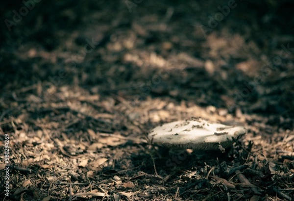 Obraz Arboretum Fall 2024 Collection