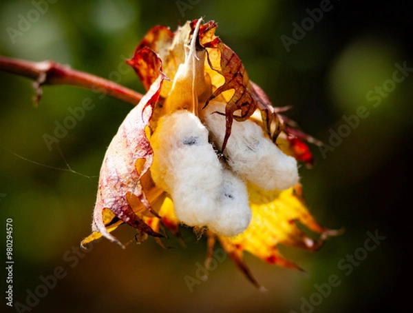 Obraz Arboretum Fall 2024 Collection