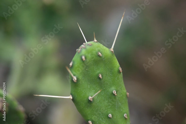 Obraz Arboretum Fall 2024 Collection