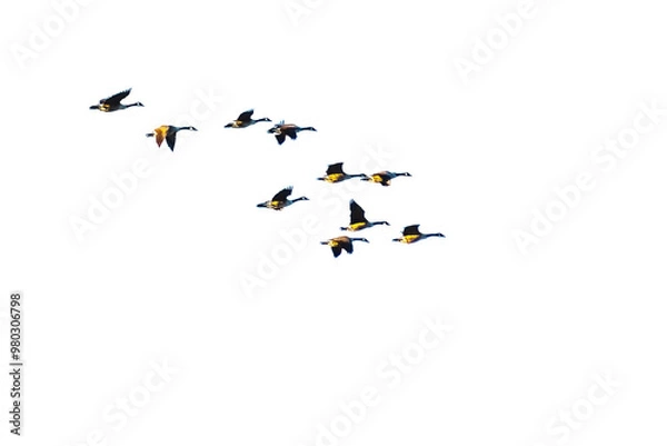 Fototapeta Flock of geese flying in the sky on transparent background with copy space. PNG file.