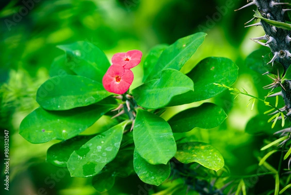 Fototapeta ハナキリンの花