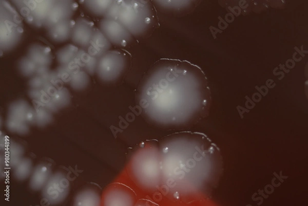 Obraz Bacterial colonies growing on agar plate.
