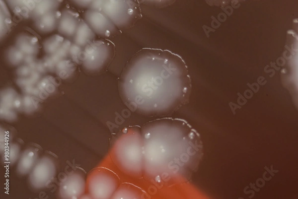 Obraz Bacterial colonies growing on agar plate.