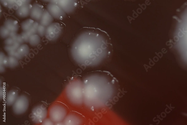 Obraz Bacterial colonies growing on agar plate.