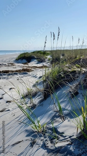Fototapeta Coastal Dune with Native Grasses and Sand Stabilization Protecting Shoreline Ecosystems
