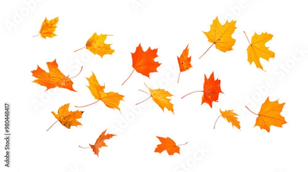 Obraz Autumn maple leaves falling isolated on white background
