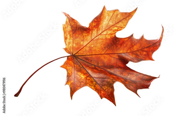 Fototapeta Autumn maple leaf isolated on white, a vibrant red against a stark background, capturing the essence of fall's natural beauty