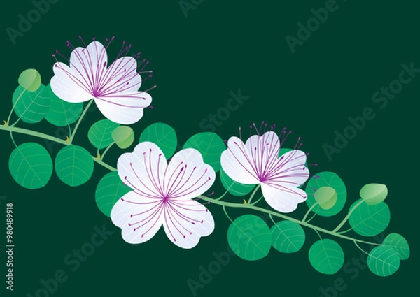 Fototapeta Capparis Spinosa. Caper branch with leaves and flowers. Vector image isolated.