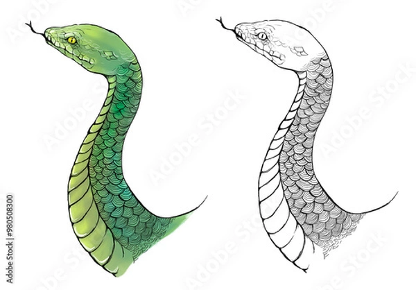 Obraz 手描きの蛇のイラスト素材　カラーと白黒
