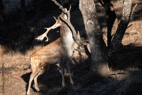 Obraz Gamos (Dama dama)