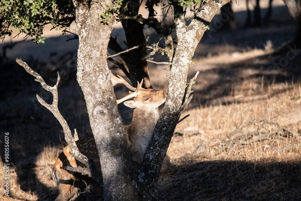 Obraz Gamos (Dama dama)