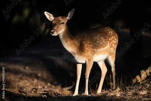 Obraz Gamos (Dama dama)