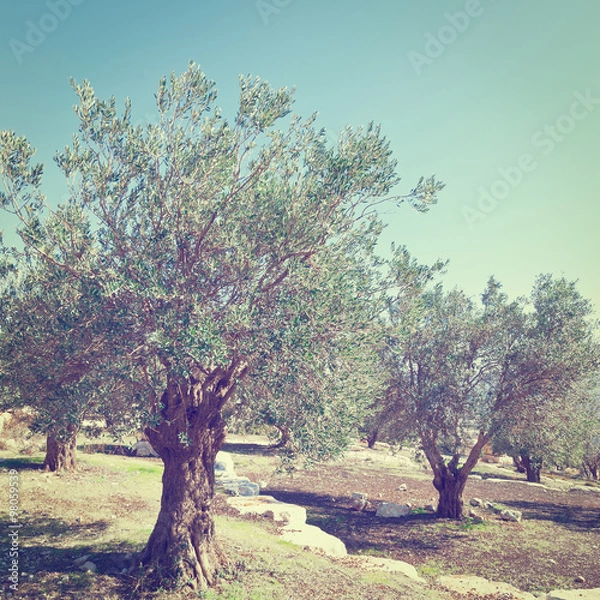 Fototapeta Olive Grove